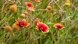 image16